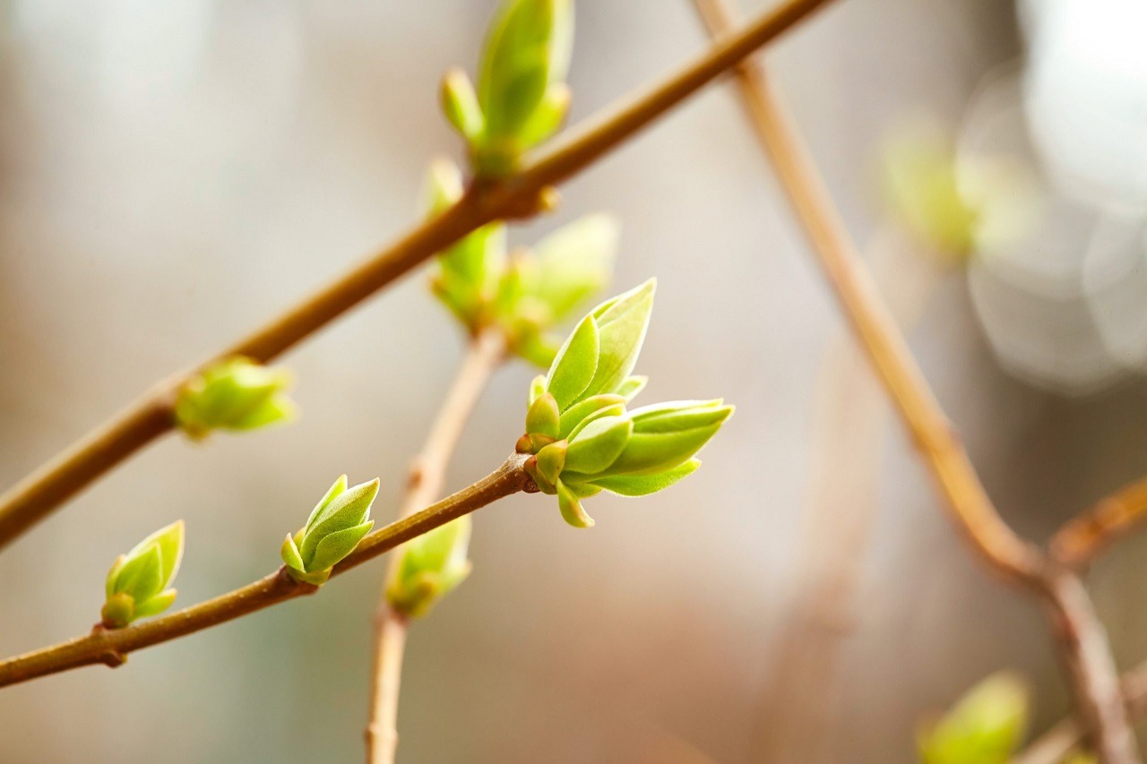 Gemmothérapie, la santé par les bourgeons
