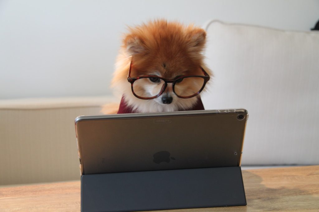 débutant en informatique (un chien)