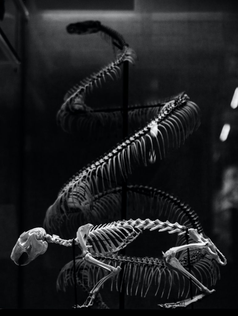squelette et anatomie d'un animal