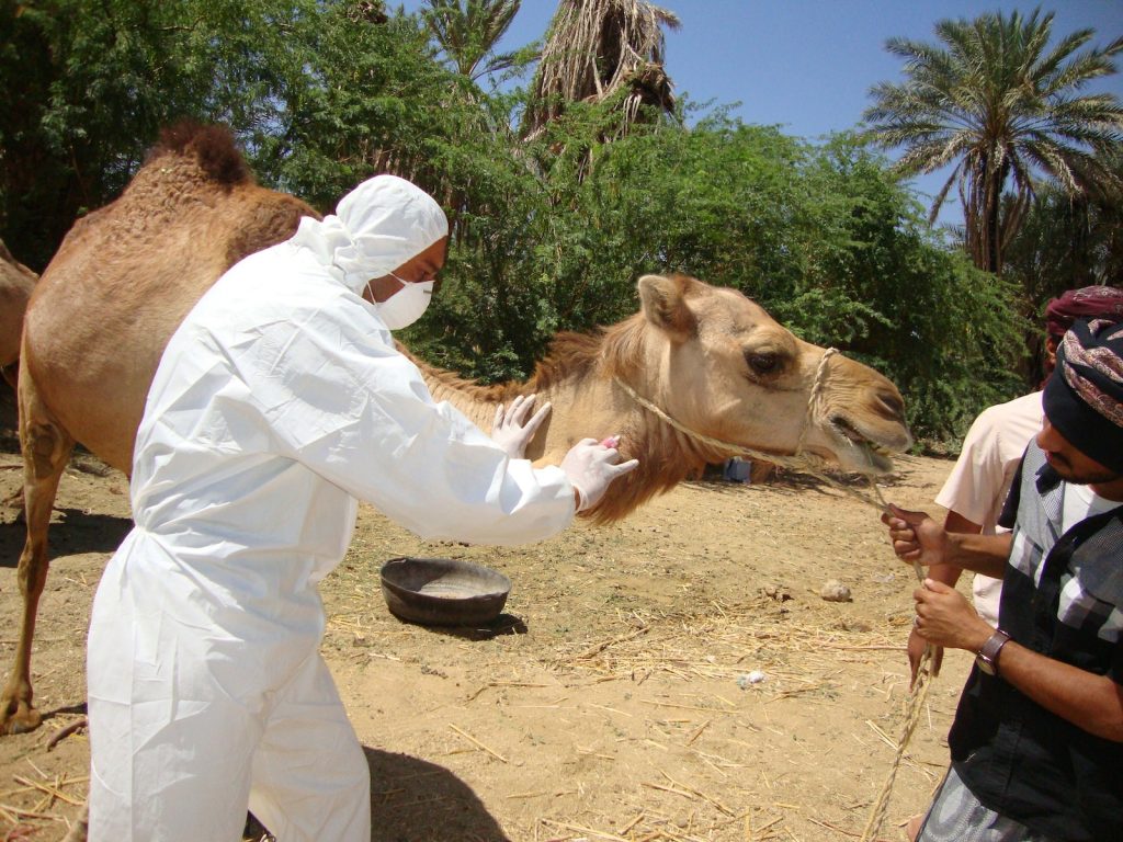 veterinaire et chameau