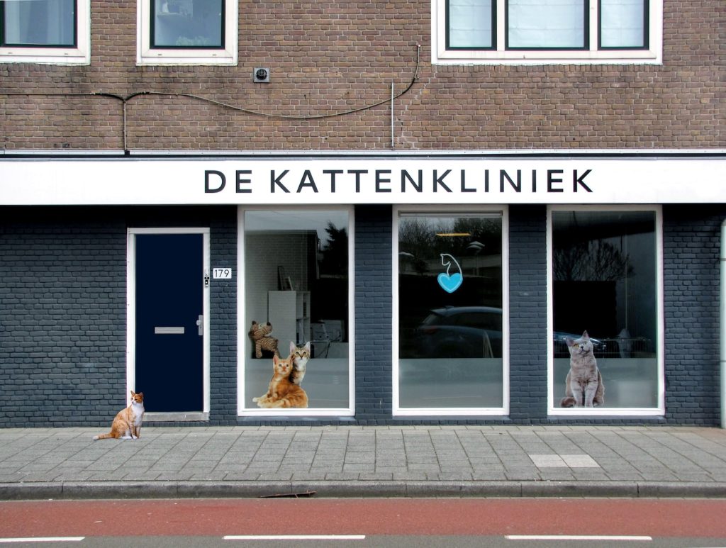 clinique pour chat flamande